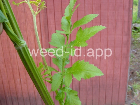 parsnip, wild
